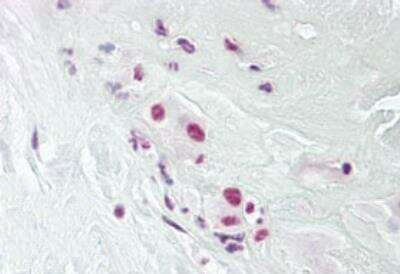 DPPA4 Antibody in Immunohistochemistry (Paraffin) (IHC (P))
