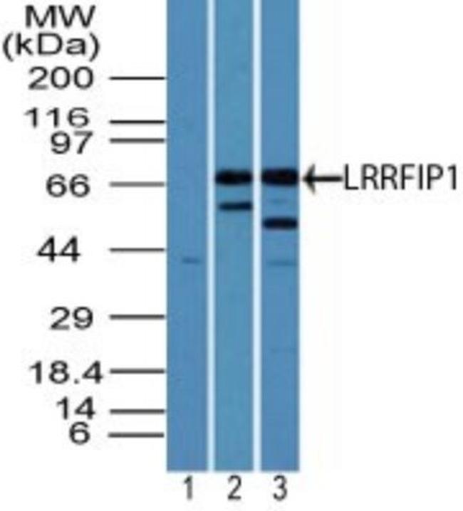 LRRFIP1 Antibody in Western Blot (WB)
