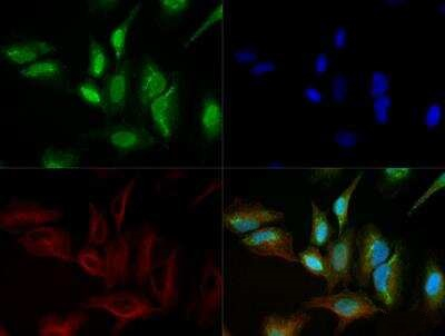 FBXO9 Antibody in Immunocytochemistry (ICC/IF)