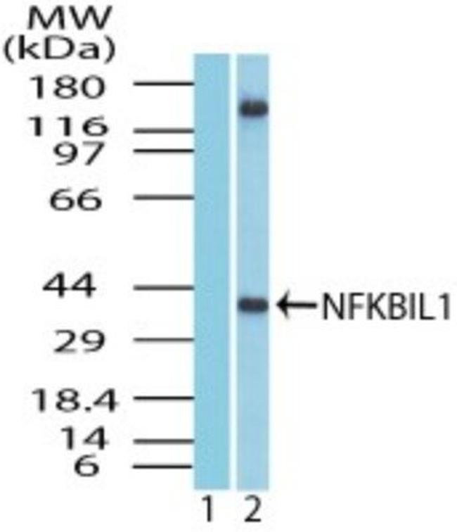 NFKBIL1 Antibody in Western Blot (WB)