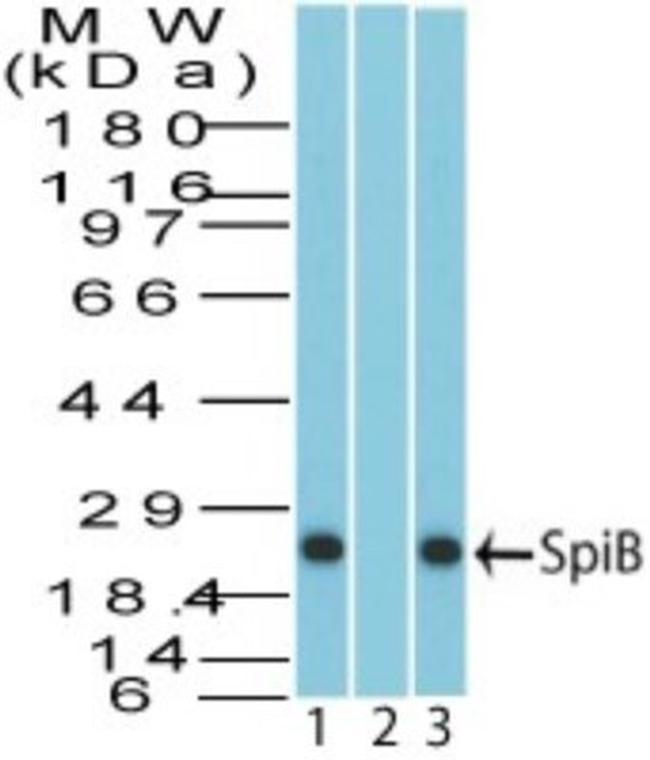 SPIB Antibody in Western Blot (WB)