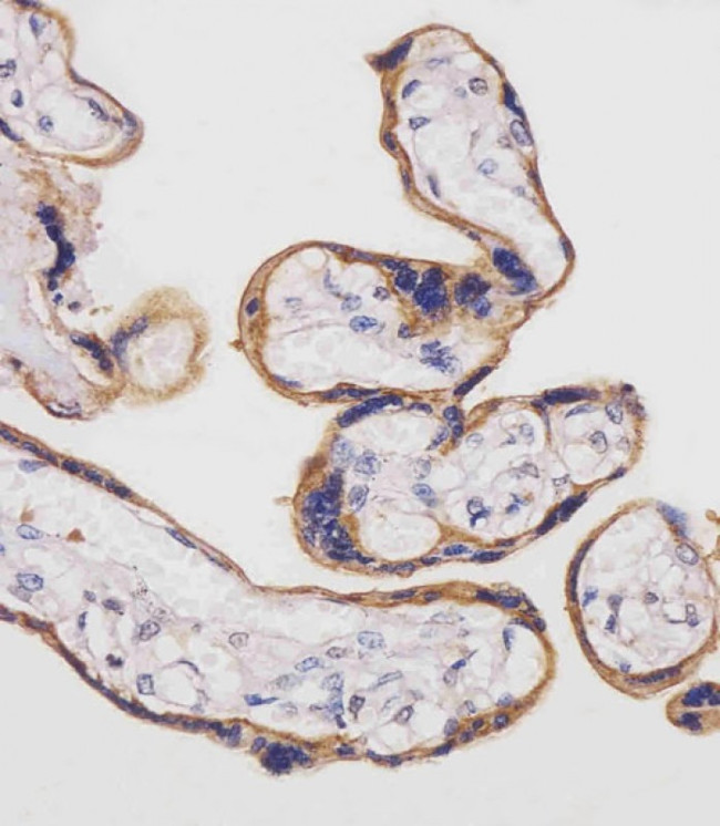 CD98 Antibody in Immunohistochemistry (Paraffin) (IHC (P))
