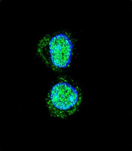 HOXA10 Antibody in Immunocytochemistry (ICC/IF)