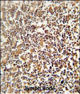 LRRC33 Antibody in Immunohistochemistry (Paraffin) (IHC (P))