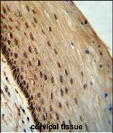 SPDYE3 Antibody in Immunohistochemistry (Paraffin) (IHC (P))