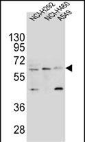 LILRA2 Antibody in Western Blot (WB)