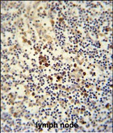 LY6G6C Antibody in Immunohistochemistry (Paraffin) (IHC (P))