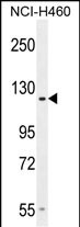 GPR144 Antibody in Western Blot (WB)