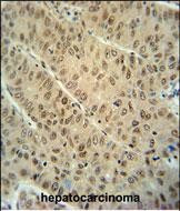WDR32 Antibody in Immunohistochemistry (Paraffin) (IHC (P))