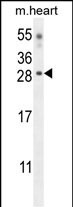 Claudin 6 Antibody in Western Blot (WB)