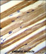 CU070 Antibody in Immunohistochemistry (Paraffin) (IHC (P))