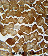 ORMDL2 Antibody in Immunohistochemistry (Paraffin) (IHC (P))