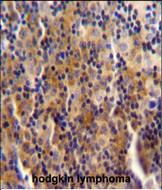 SYNE3 Antibody in Immunohistochemistry (Paraffin) (IHC (P))