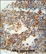 Olfr1500 Antibody in Immunohistochemistry (Paraffin) (IHC (P))