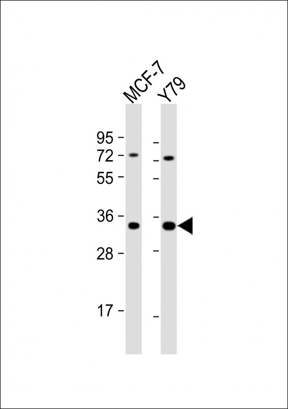 OR6C4 Antibody in Western Blot (WB)
