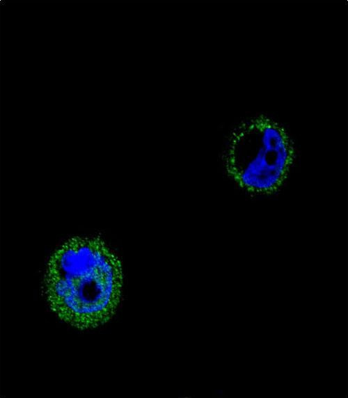 VPS52 Antibody in Immunocytochemistry (ICC/IF)