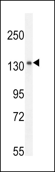 KIAA1199 Antibody in Western Blot (WB)