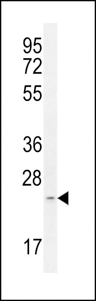 MRPS34 Antibody in Western Blot (WB)