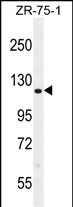 CCD33 Antibody in Western Blot (WB)