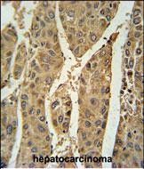 PRDX6 Antibody in Immunohistochemistry (Paraffin) (IHC (P))