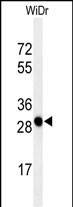 PAQR3 Antibody in Western Blot (WB)