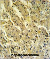 PSG7 Antibody in Immunohistochemistry (Paraffin) (IHC (P))