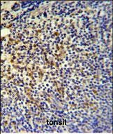 TPPP3 Antibody in Immunohistochemistry (Paraffin) (IHC (P))