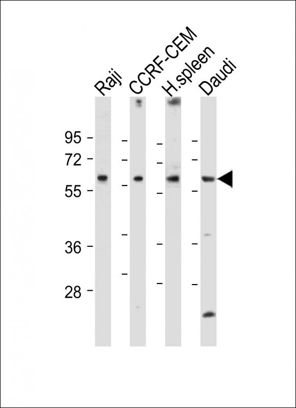 CD80 Antibody in Western Blot (WB)