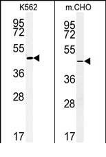 ENTPD8 Antibody in Western Blot (WB)