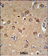 C12orf53 Antibody in Immunohistochemistry (Paraffin) (IHC (P))