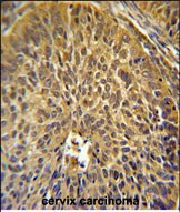 eIF3g Antibody in Immunohistochemistry (Paraffin) (IHC (P))