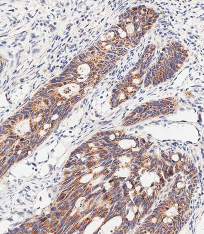 SLC47A1 Antibody in Immunohistochemistry (Paraffin) (IHC (P))