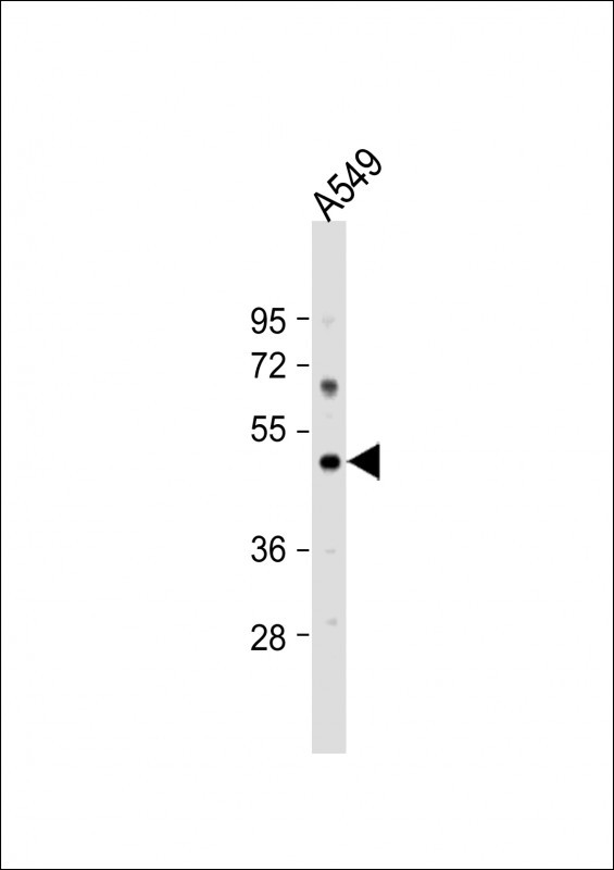 PTAFR Antibody in Western Blot (WB)