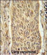 INMT Antibody in Immunohistochemistry (Paraffin) (IHC (P))