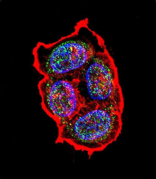 AVP Antibody in Immunocytochemistry (ICC/IF)
