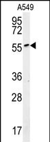 ALG10B Antibody in Western Blot (WB)