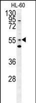 LMAN1L Antibody in Western Blot (WB)