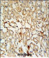 KCNV1 Antibody in Immunohistochemistry (Paraffin) (IHC (P))