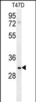 LRRC52 Antibody in Western Blot (WB)