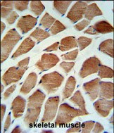 Carbonic Anhydrase VB Antibody in Immunohistochemistry (Paraffin) (IHC (P))