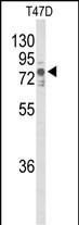 TNK1 Antibody in Western Blot (WB)