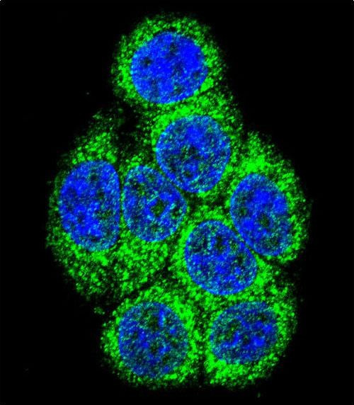 CYP3A43 Antibody in Immunocytochemistry (ICC/IF)