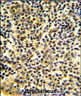 BPI Antibody in Immunohistochemistry (Paraffin) (IHC (P))