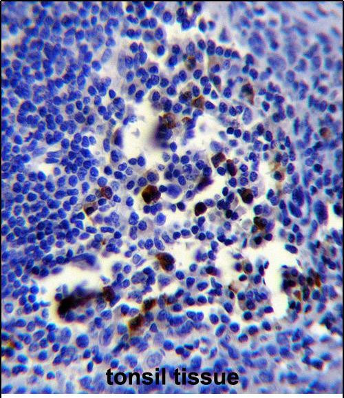 BOB-1 Antibody in Immunohistochemistry (Paraffin) (IHC (P))