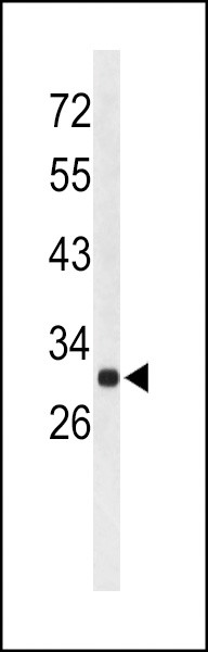 AFMID Antibody in Western Blot (WB)
