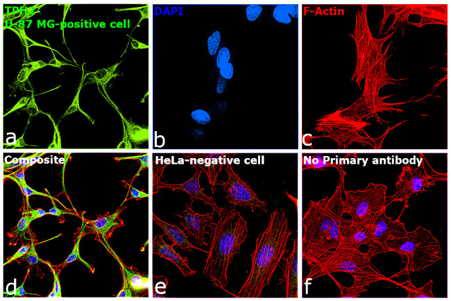 TPH2 Antibody in Immunocytochemistry (ICC/IF)