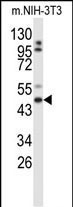 GORAB Antibody in Western Blot (WB)