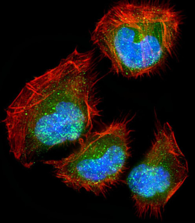 DLL3 Antibody in Immunocytochemistry (ICC/IF)