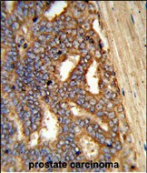 alpha Amylase 1 Antibody in Immunohistochemistry (Paraffin) (IHC (P))