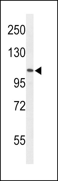 AFF4 Antibody in Western Blot (WB)